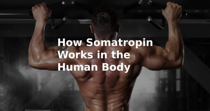 How Somatropin Works in the Human Body