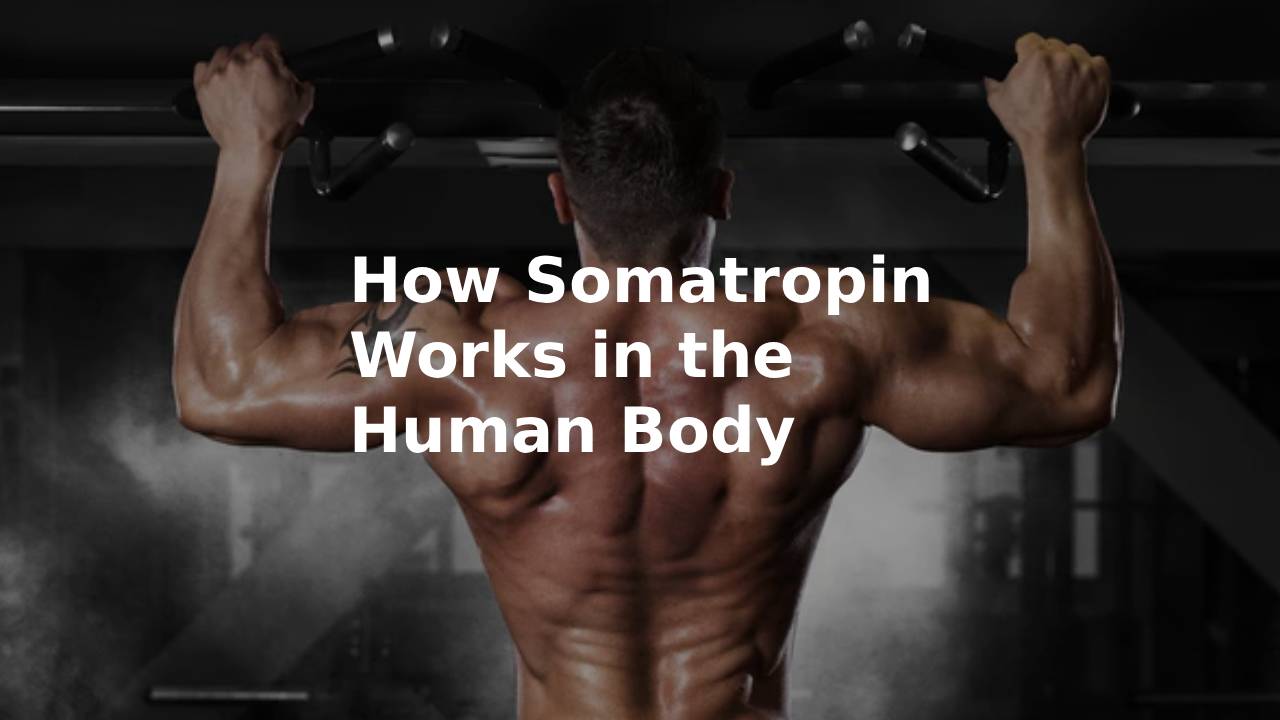 How Somatropin Works in the Human Body
